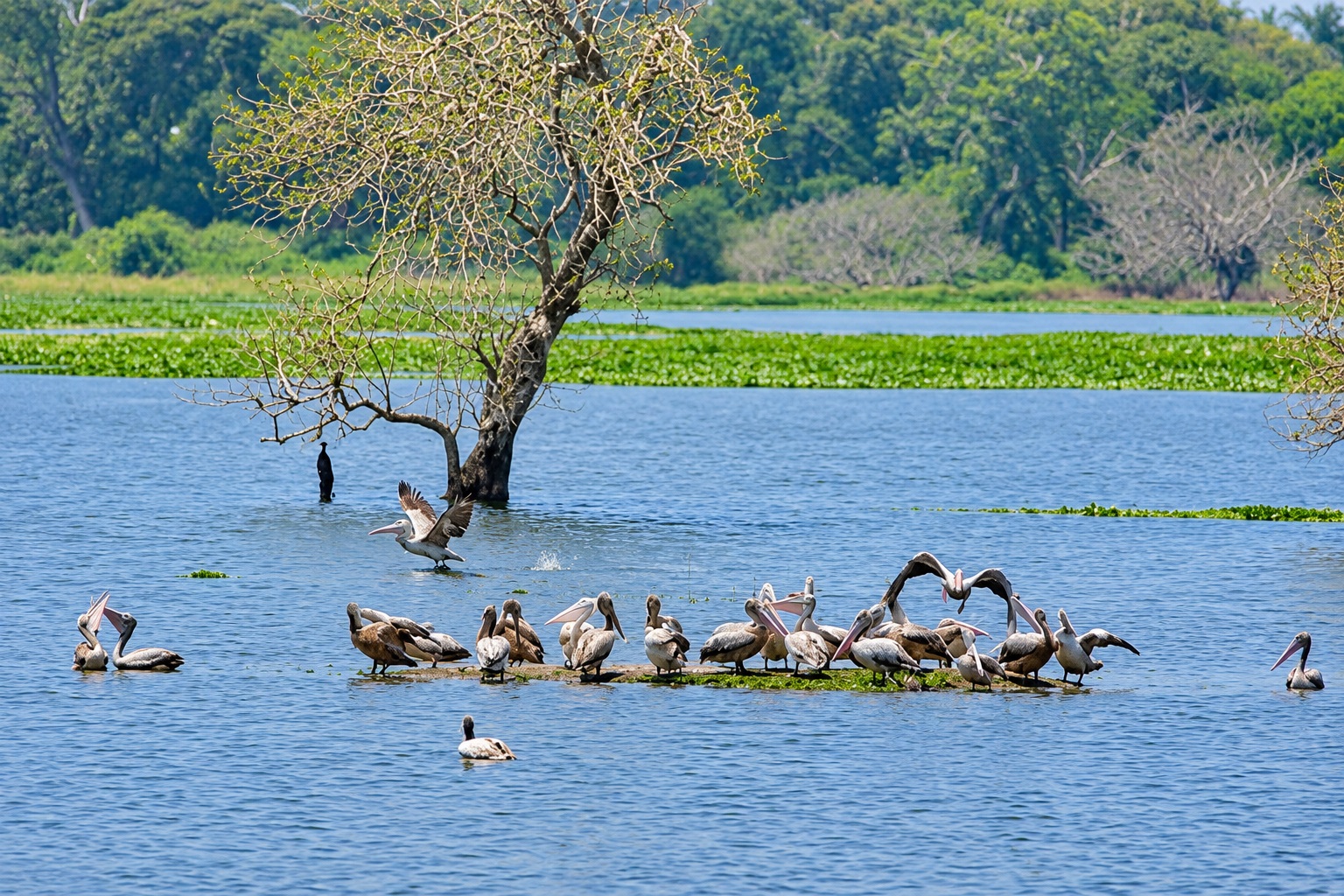 spot-billed pelican (Pelecanus philippensis)-Anawilundawa Bird Sanctuary